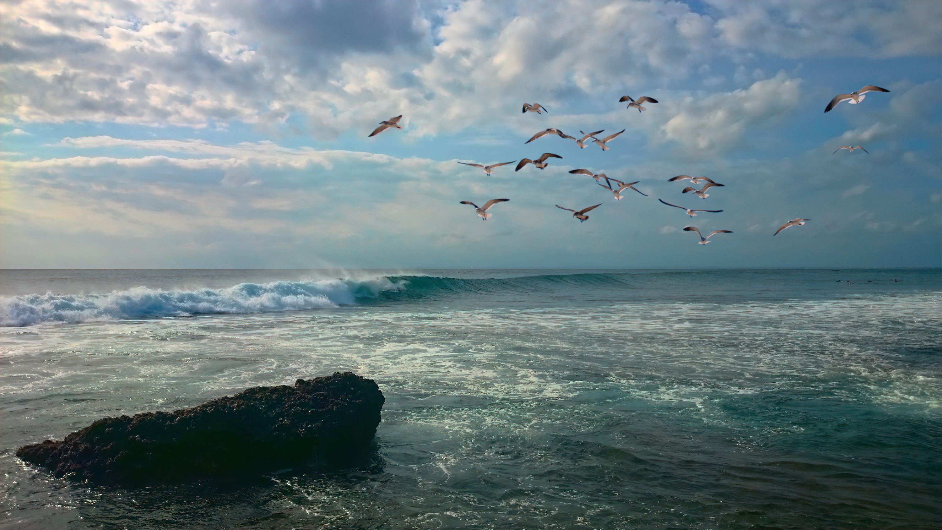 Seagulls at the seaside